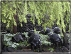 foto Flora e la fauna della Isole Galapagos